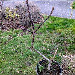 Desert King Fig Tree