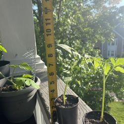 Tomato Plant 