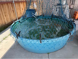 Koi Pond