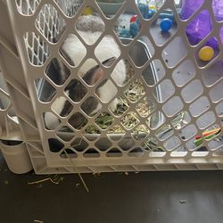 For sale cage and everything