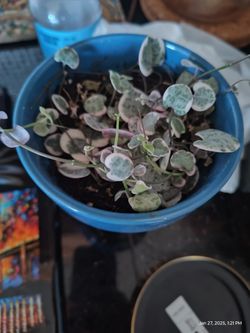 String Of Hearts