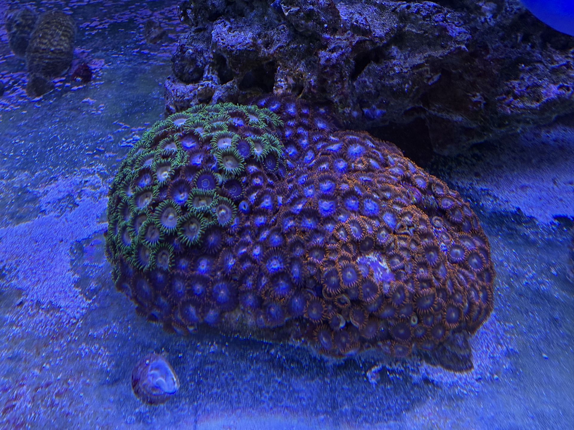 Fake Coral Decoration For Fish Tank