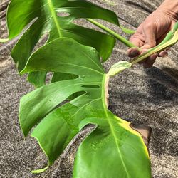 Variegated Monstera Albo Plant Cutting With Some Roots