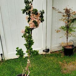 #35 White/Light Pink 5gal Bougainvillea Over 5feet Tall
