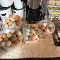 Chicken Eggs Fresh