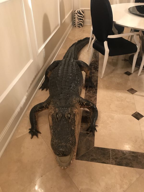 Taxidermy 11ft alligator for Sale in Fort Lauderdale, FL