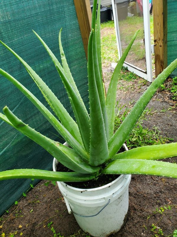 Big aloe vera /savila plant for Sale in Dover, FL OfferUp