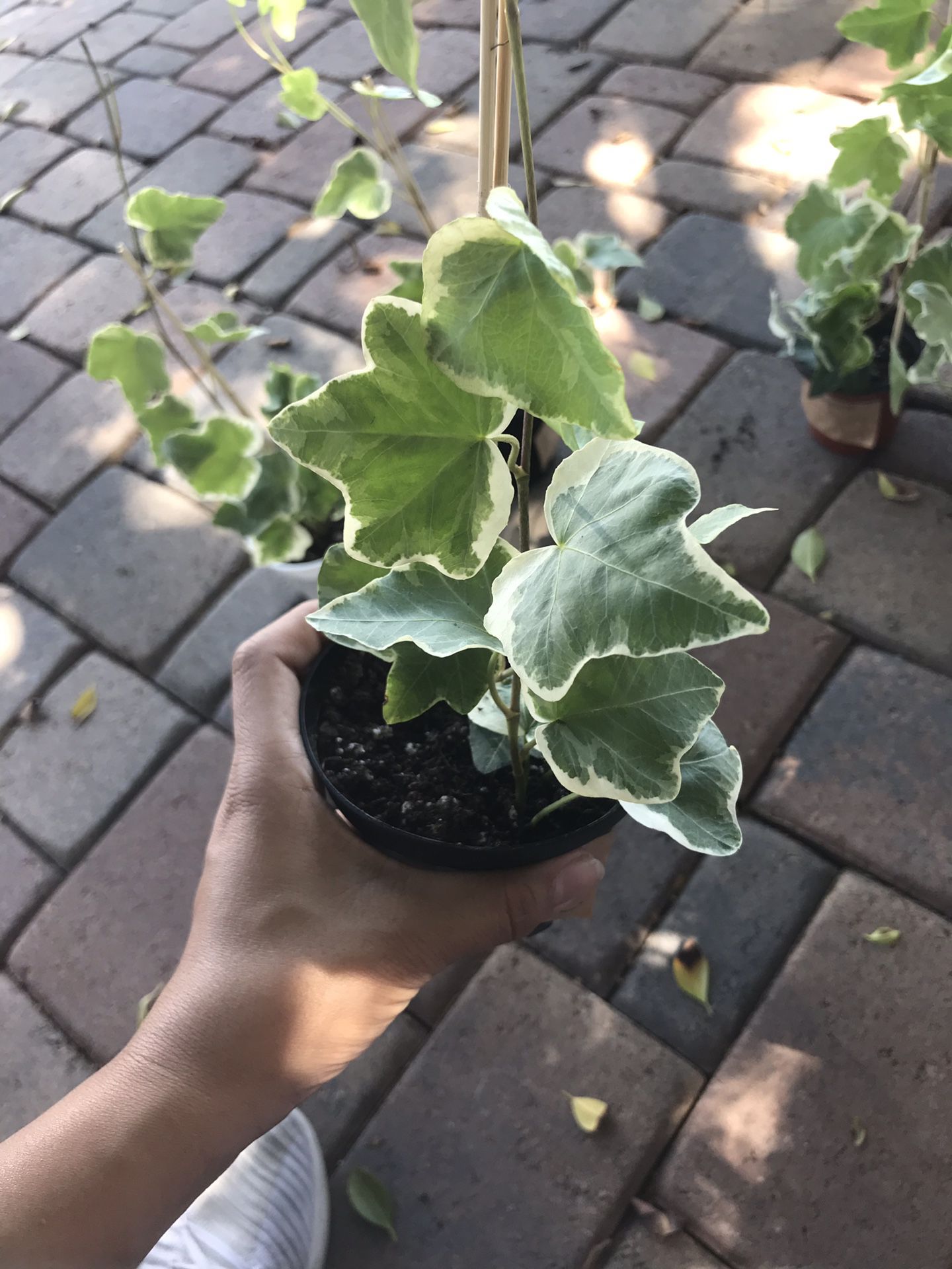 Variegted English ivy house plant