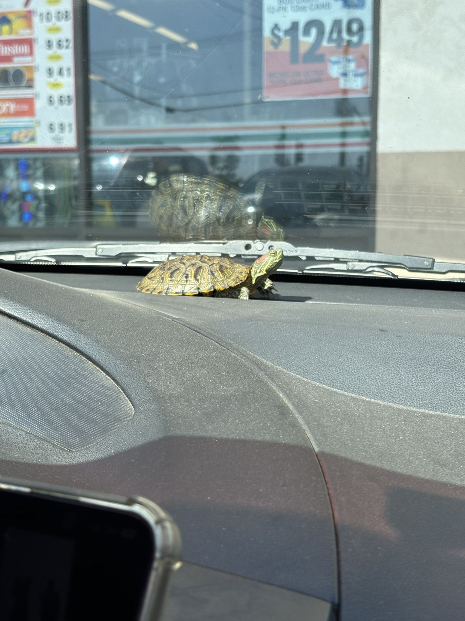 Tortuga Gratis