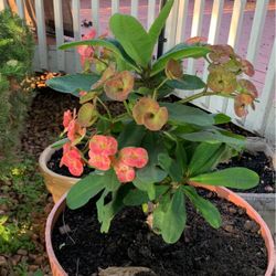 Corona de Cristo plants are for sale they are still small you have to let them grow in the photo I will show you how they grow and the color they rema