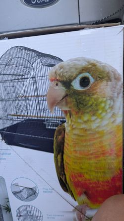 Birdcage in box