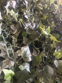 Strands of ivy