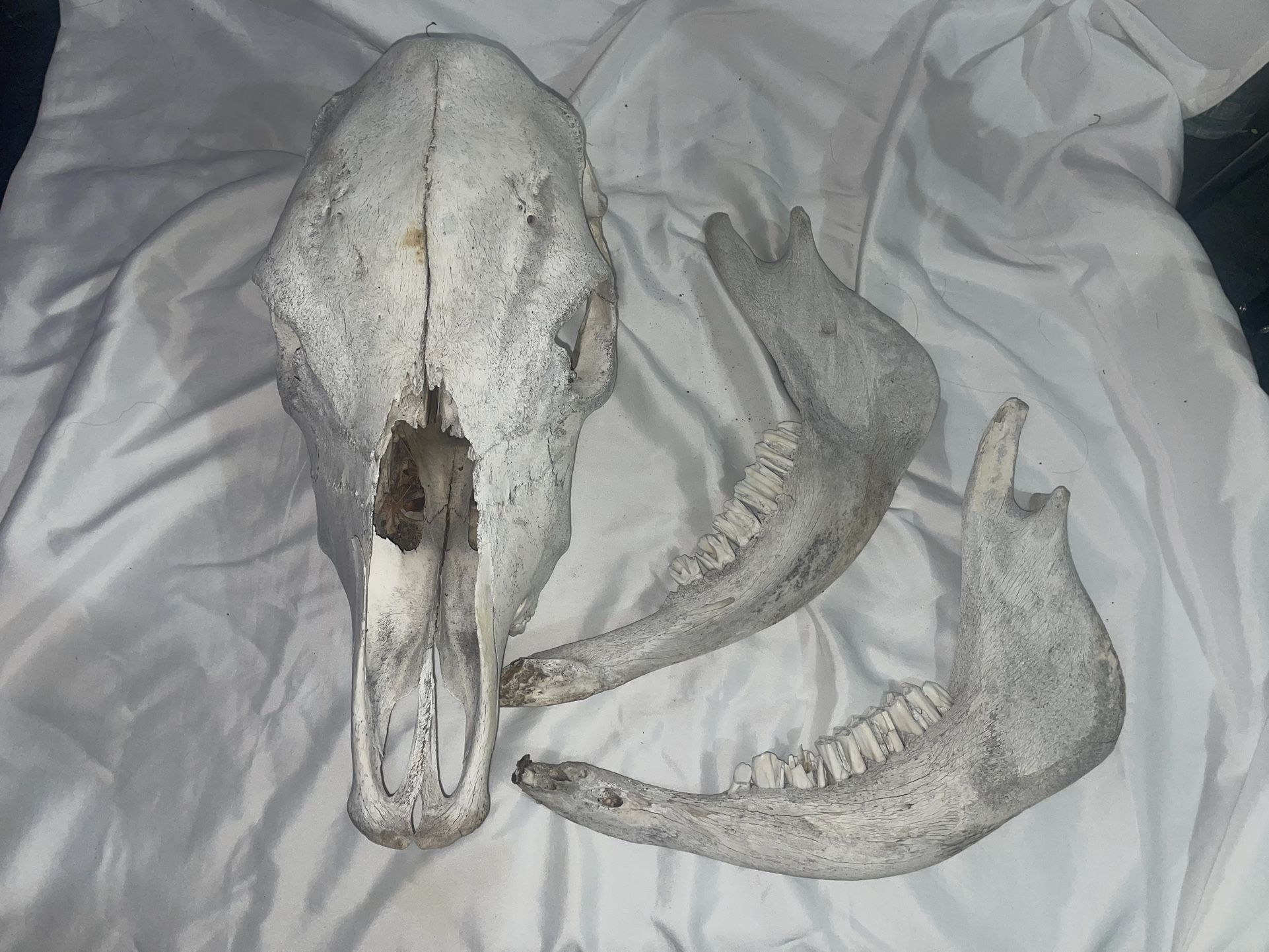 Cow Skull