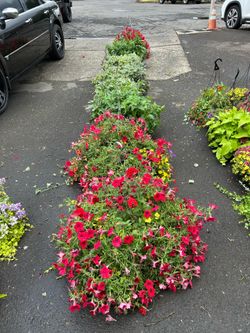 Mini City beautiful hanging baskets