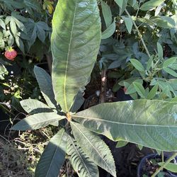 Loquat