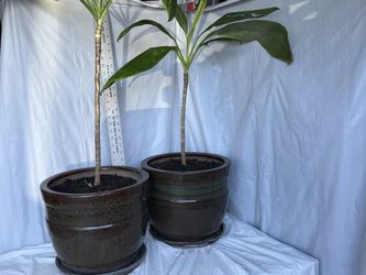 2 beautiful indoor plants $50