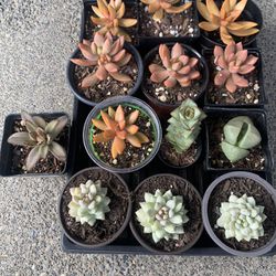 Variety Of Succulents, Four Dollars Per Container