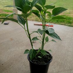 Pickup From LebnonTN 37087...pepper/capsicum real plant with pot.