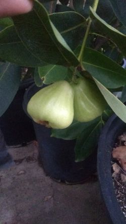 Wax apple