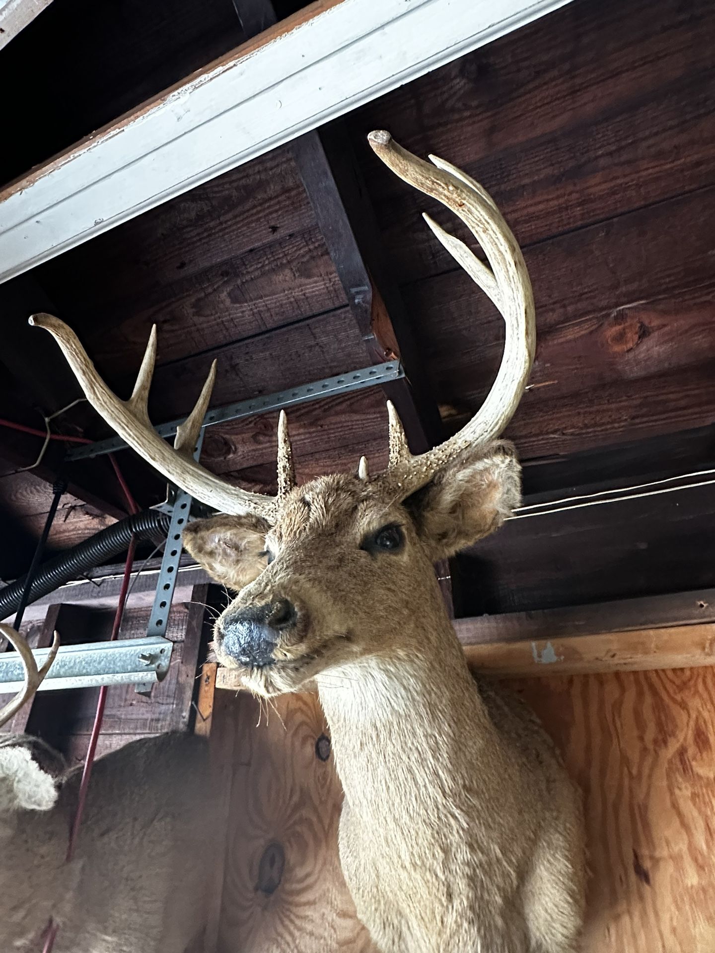BUCK