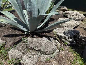 FREE HUGE CORAL / FOSSILIZED SHELL ROCKS