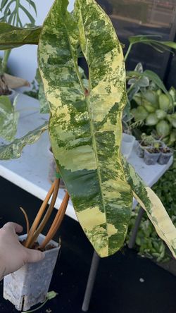 Philodendron var Billie