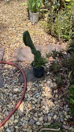 Nopales 