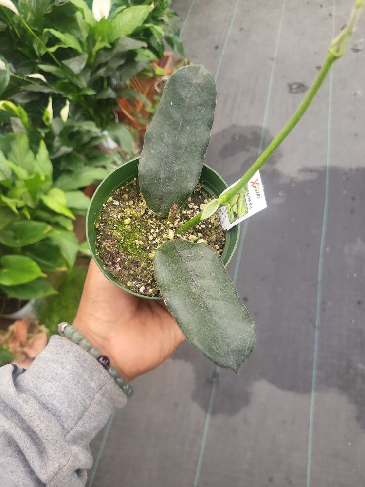 Hoya Globulosa In a 4"pot Rare Find 