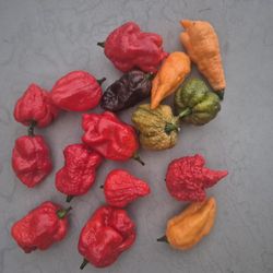 Scorpion Pepper Pods ,plants 