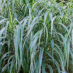 Ribbon Gras Perennial Plant( Reed Canary Grass / Gardener's Garters / Brides' Laces) 18"-24".