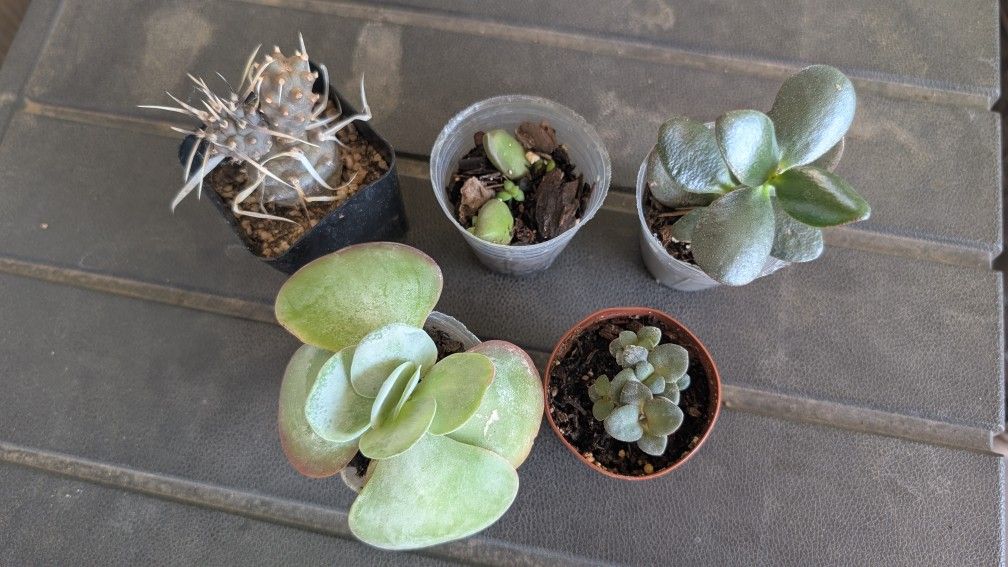 Cactus/Succulent Bundle