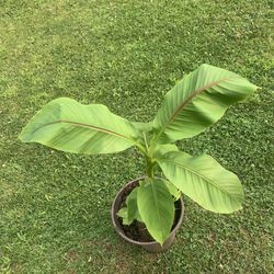 Banana Tree Plant!! $20!!