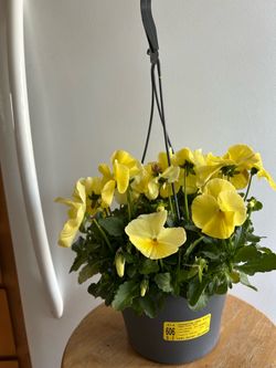 $9 each beautiful basket of flowers 💐