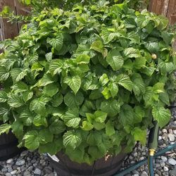 Raspberry Plants 