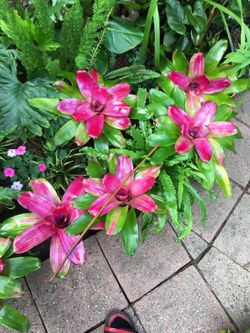 Plants for a good price