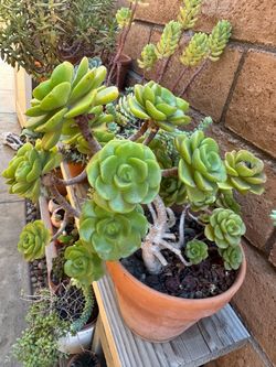 Large Aeonium Lily Pad Succulent in Terra Cotta Pot