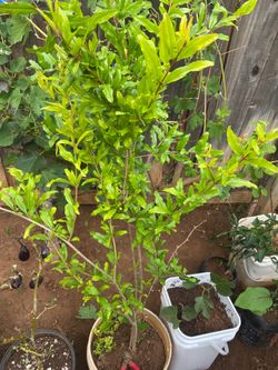 Pomegranate plant