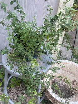 Oregano