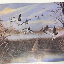 “Misty Pothole Mallards “