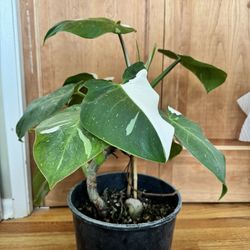 Philodendron White Princess