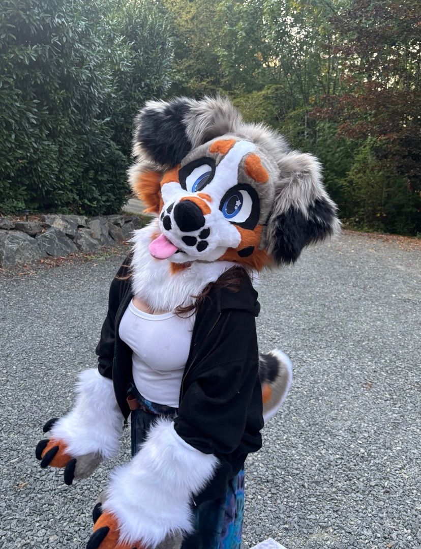 PREMADE Aussie Shep Full Partial Fur-suit