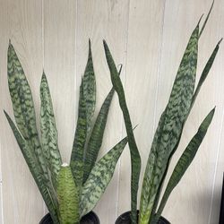 Snake Plant 🪴 Each One Is $15