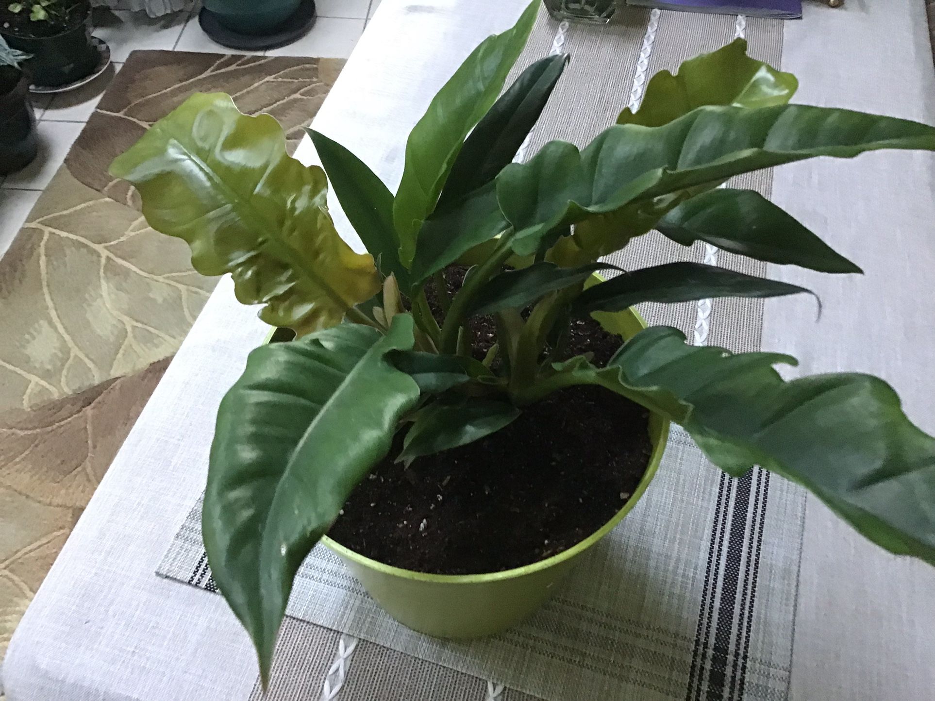 Plant