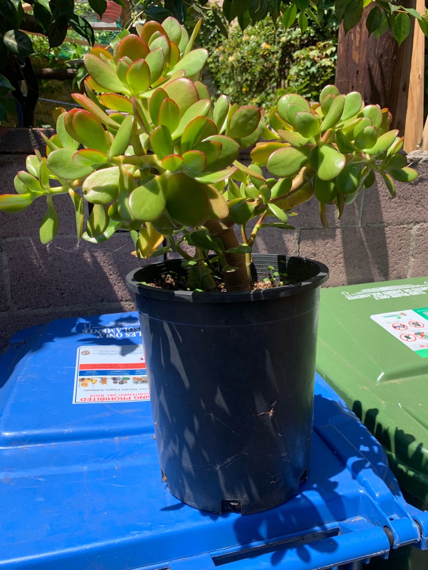 Jade Plant