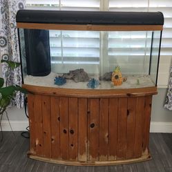 Spectacular 60 Gallon Salt Water Aquarium