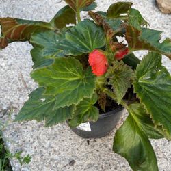 Begonia Planta 