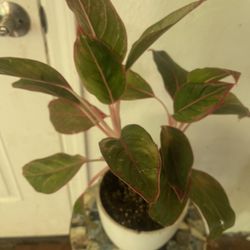  Plants For Inside House