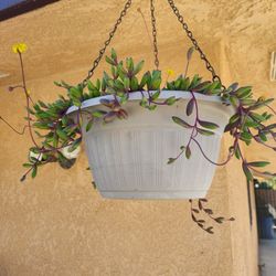 Neclace rubi succulent 