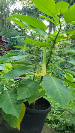 Angel's trumpet 3 and 1/2 feet tall