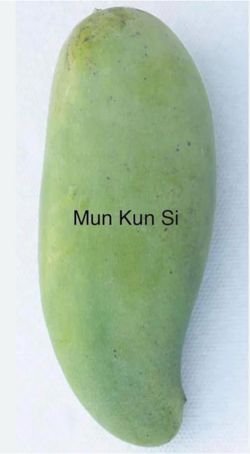 Grafted Munkunsi mango trees